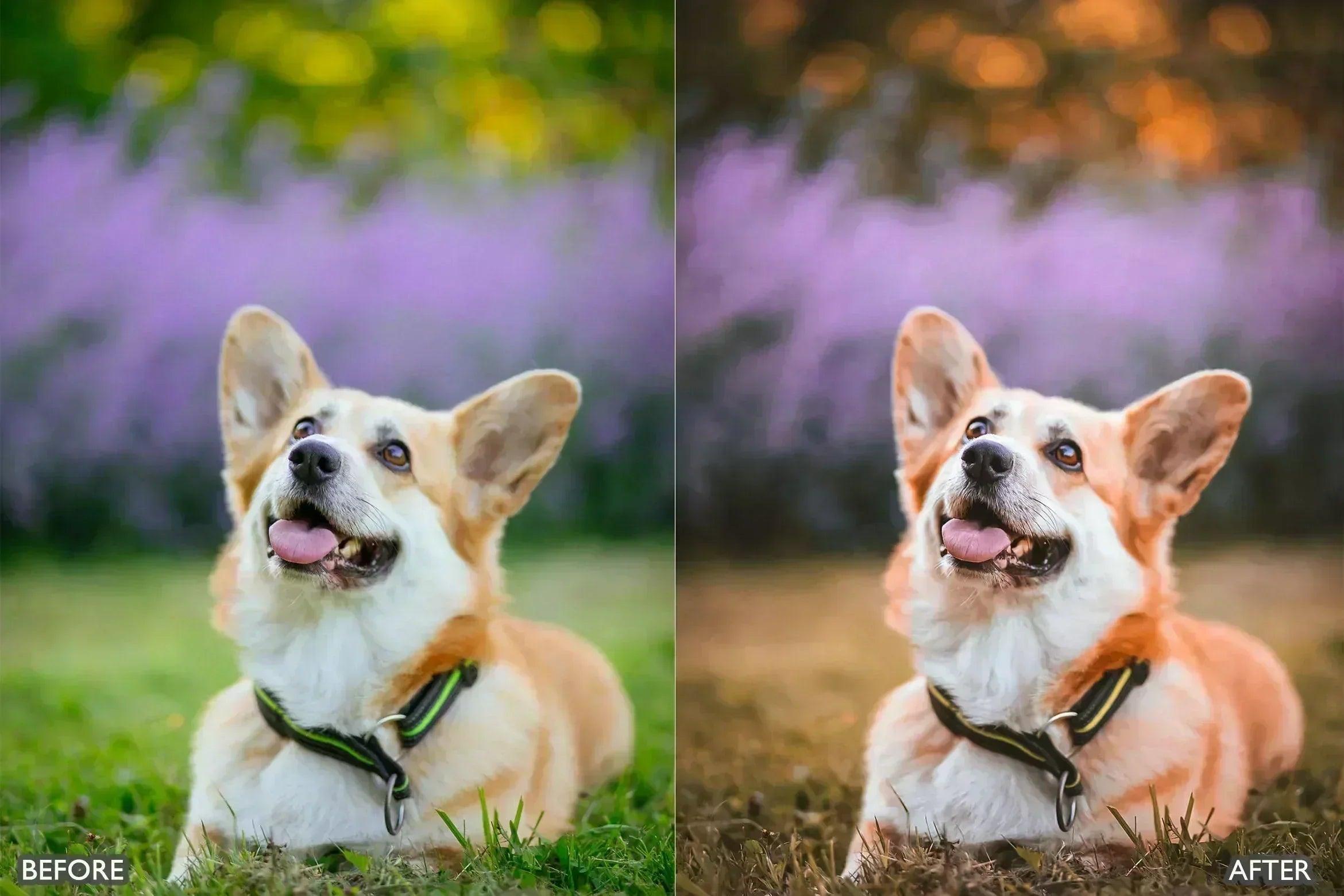 Pet Lovers Lightroom Presets - adobe lightroom presets, Blogger presets, brown presets, Cinematic Presets, cream presets, instagram presets, lightroom presets, Minimalist presets, Portrait presets, presets before and after, professional lightroom presets - aaapresets.com