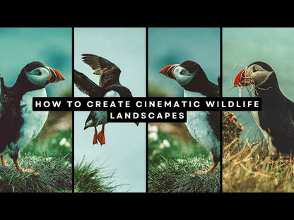 Wildlife Landscape Cinematic LUTs Pack