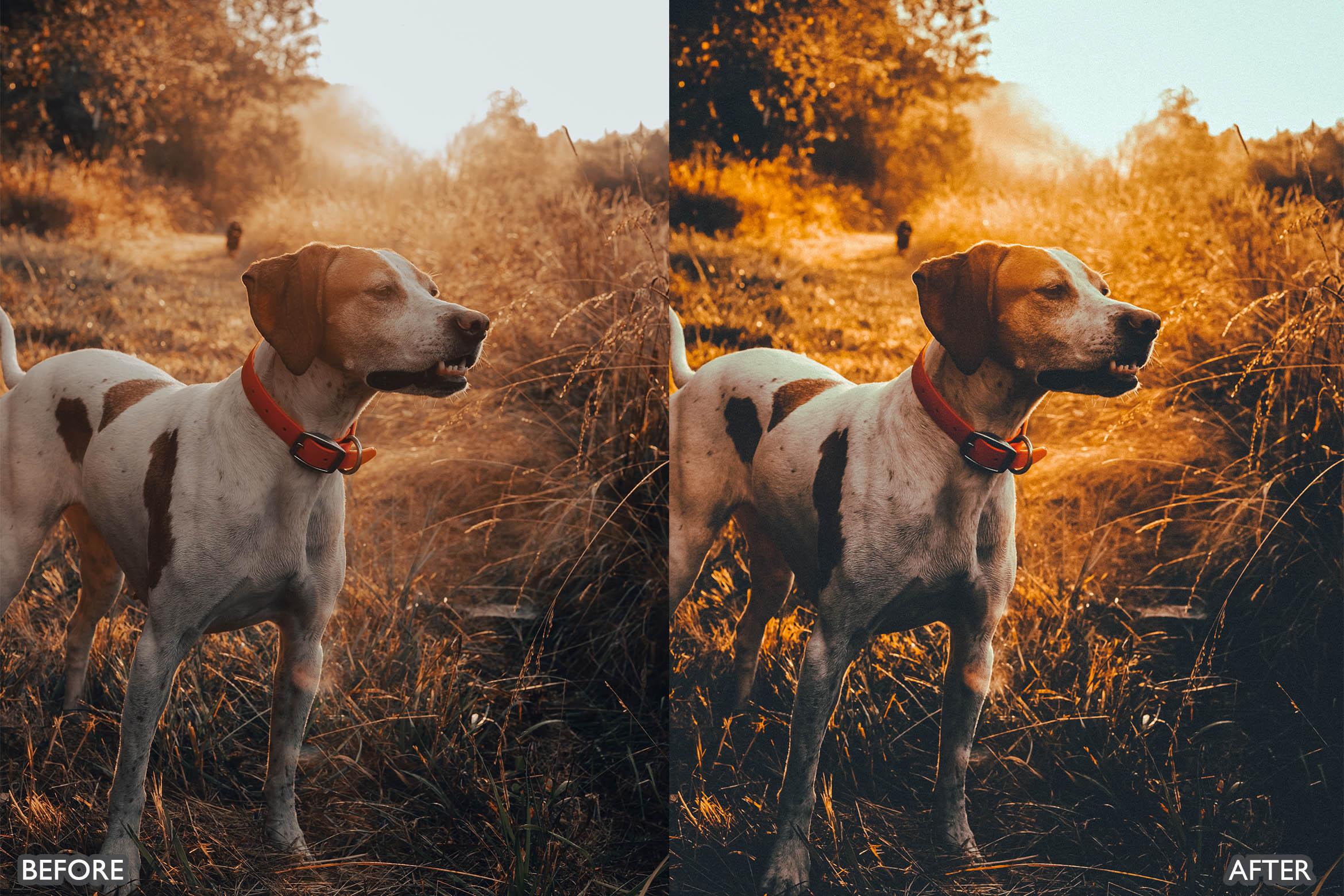 The Vibrant Fall Presets For Lightroom Autumn Photos - Lightroom Presets - by AAA Presets