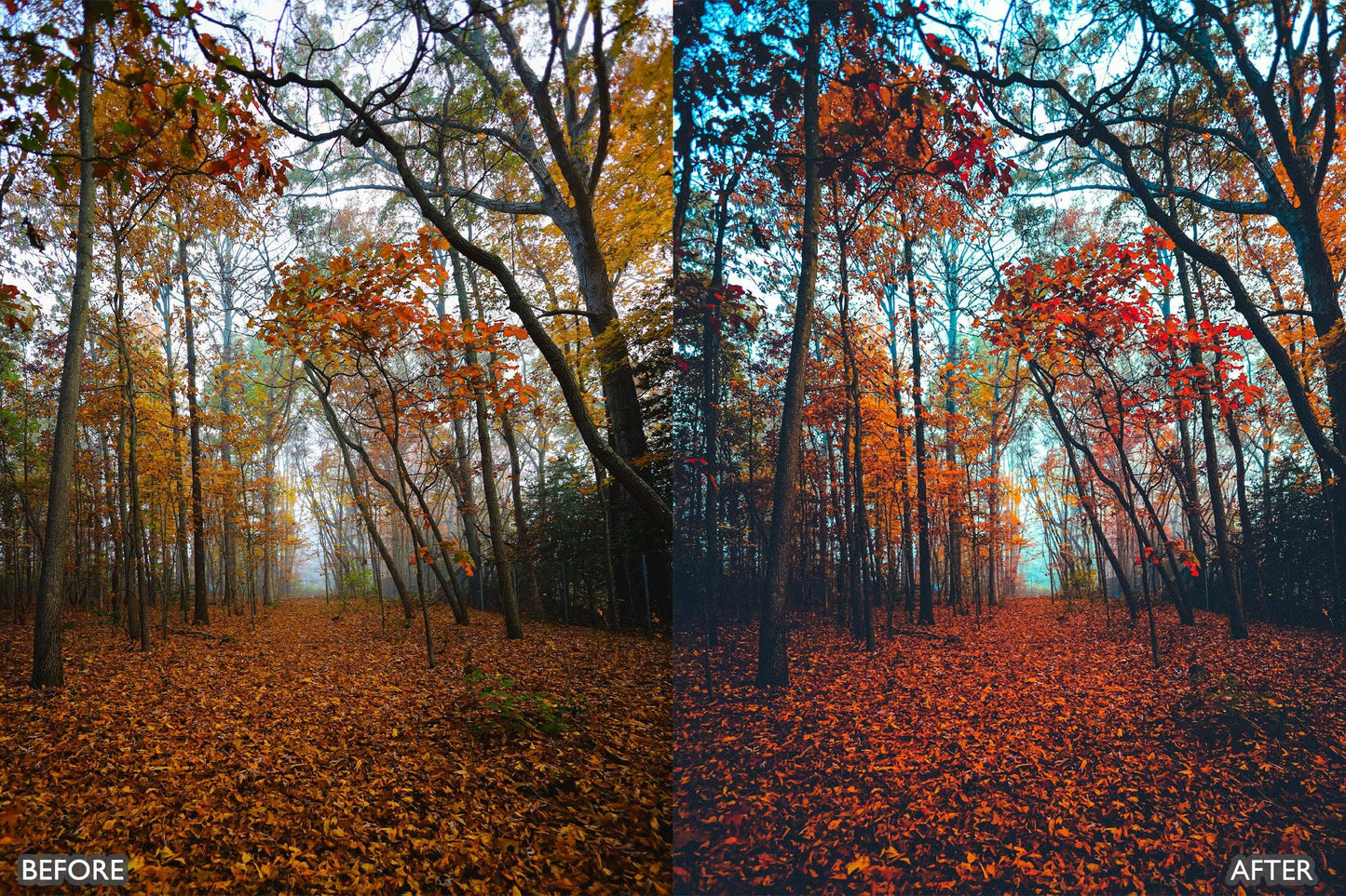 The Vibrant Fall Presets For Lightroom Autumn Photos - adobe lightroom presets, Blogger presets, bright presets, brown presets, Cinematic Presets, Fall Presets, HDR presets, instagram presets, landscape presets, lightroom presets, moody presets, Nature presets, newborn presets, presets before and after, professional lightroom presets - aaapresets.com