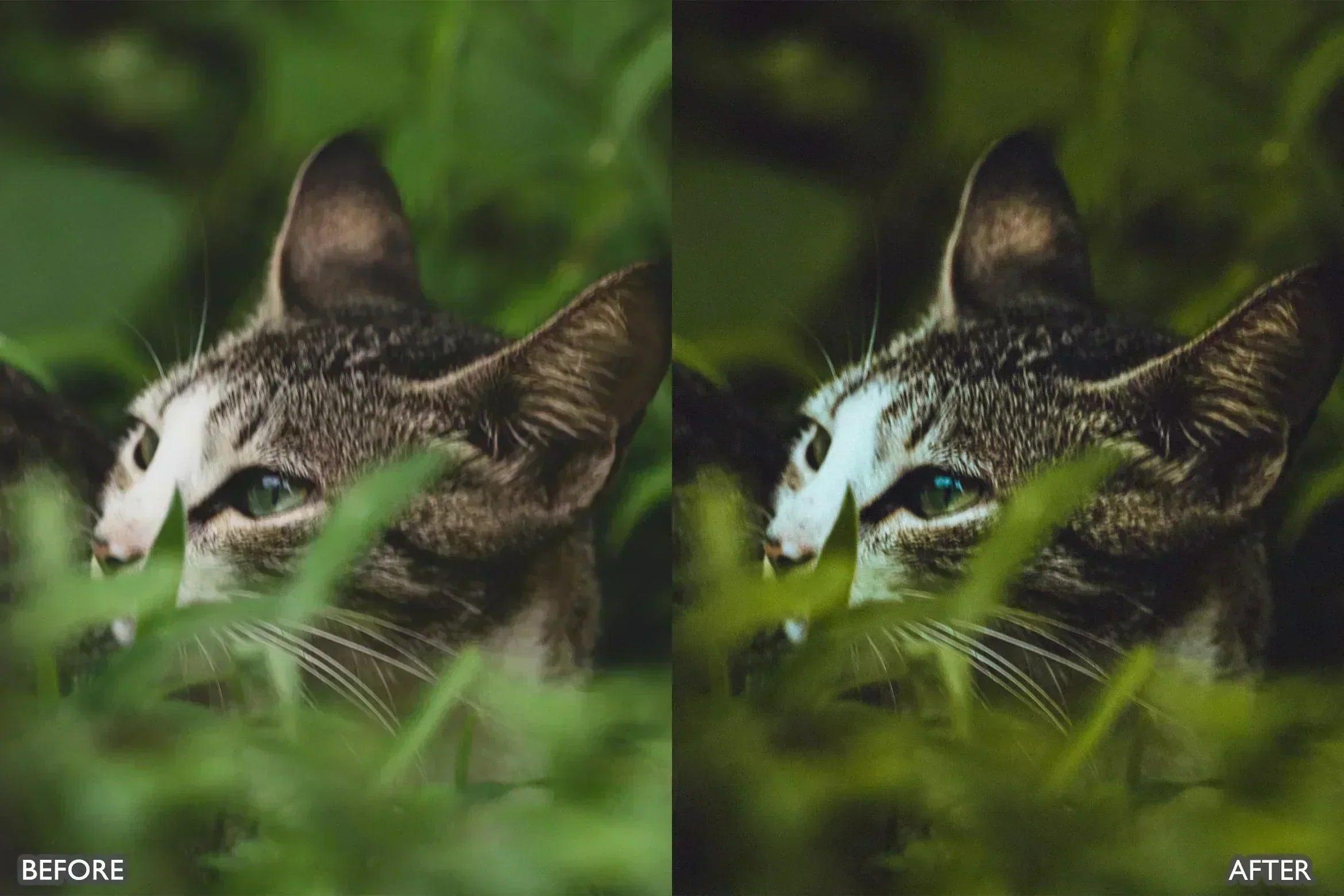 Wildlife Cinematic Lightroom Presets Pack - Lightroom Presets - by AAA Presets