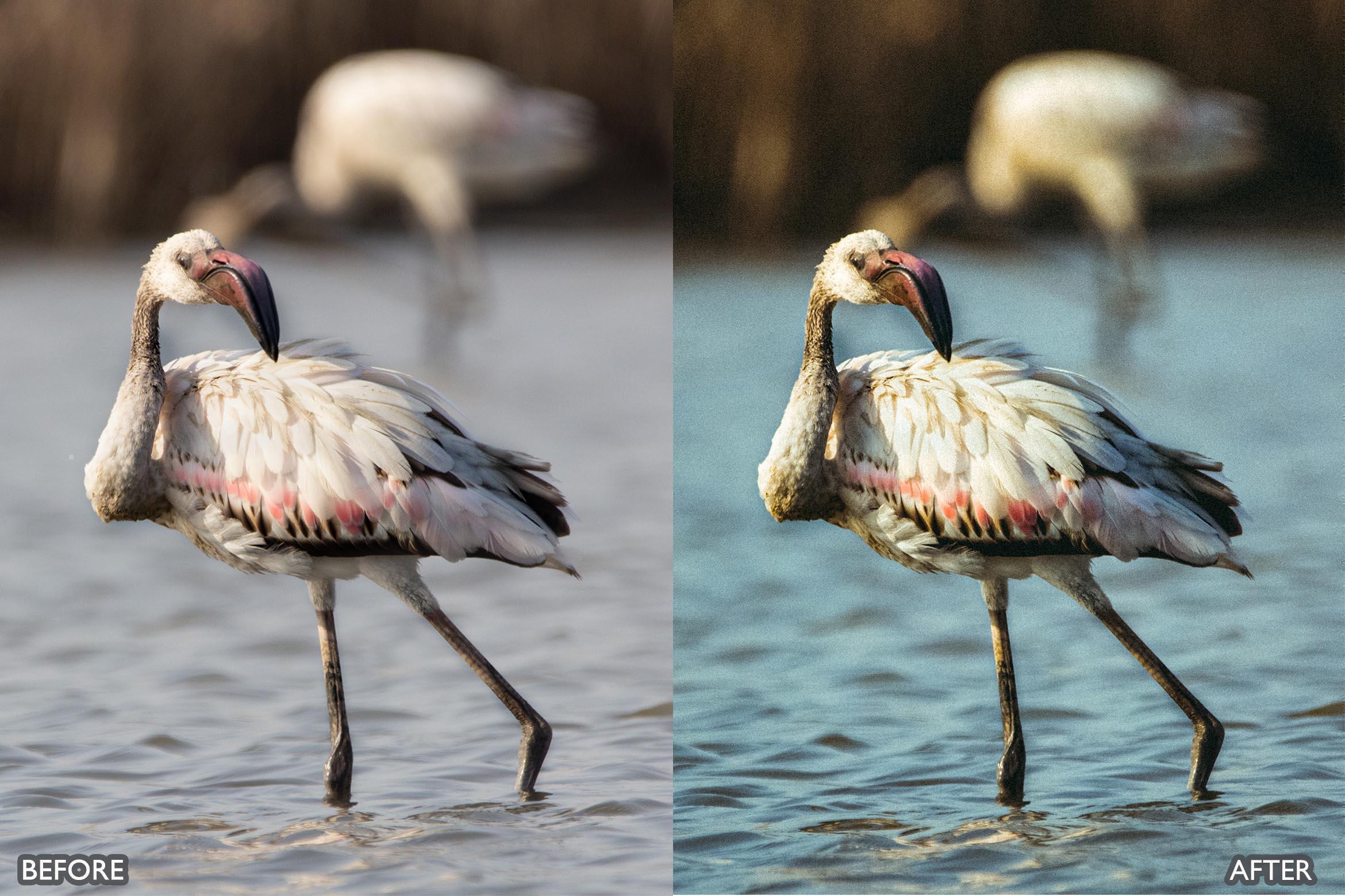 Wildlife Cinematic Lightroom Presets Pack - Lightroom Presets - by AAA Presets