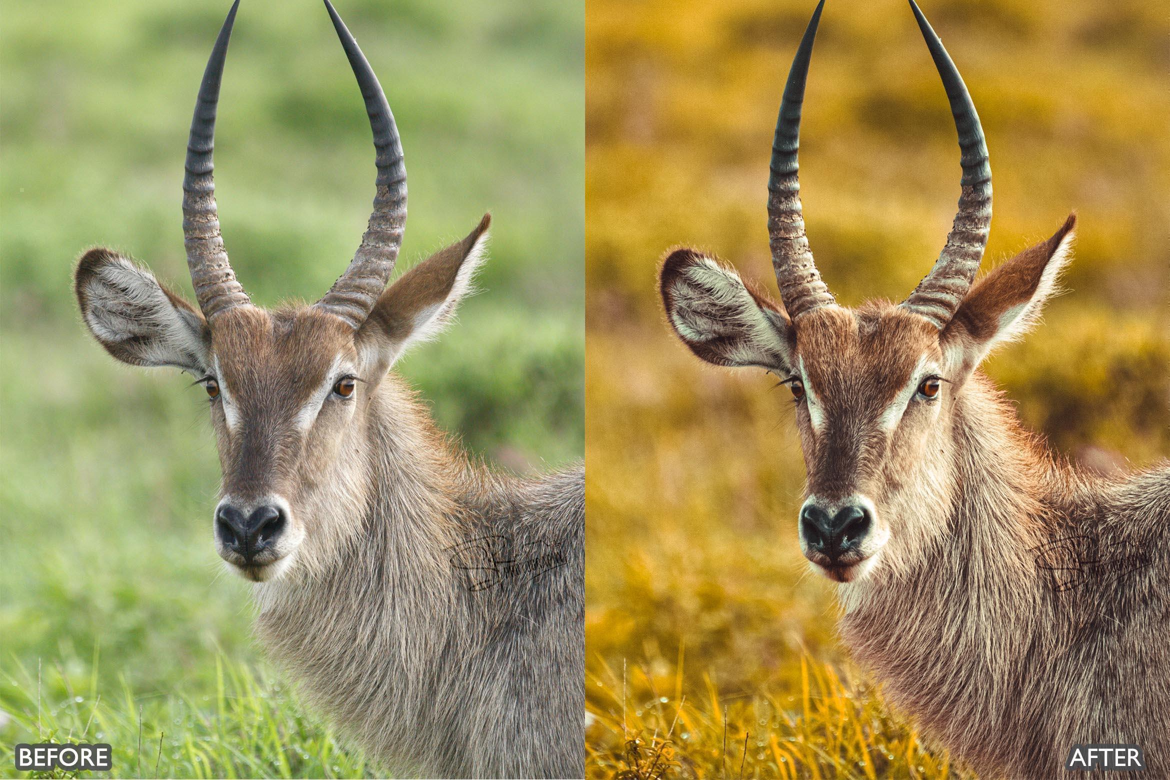 Wildlife Cinematic Lightroom Presets Pack - adobe lightroom presets, instagram presets, lightroom presets, Moody Green presets, presets before and after, professional lightroom presets, wildlife presets - aaapresets.com