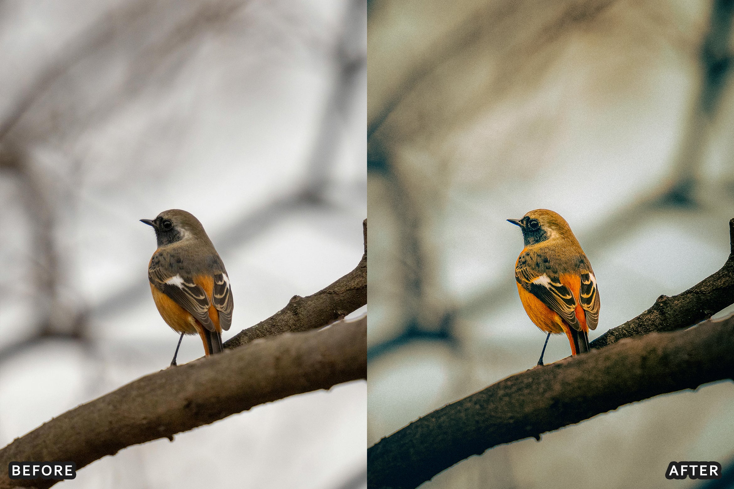 AI-Optimized Winter Snow Cinematic Bird Wildlife Lightroom Presets Pack - Lightroom Presets - by AAA Presets
