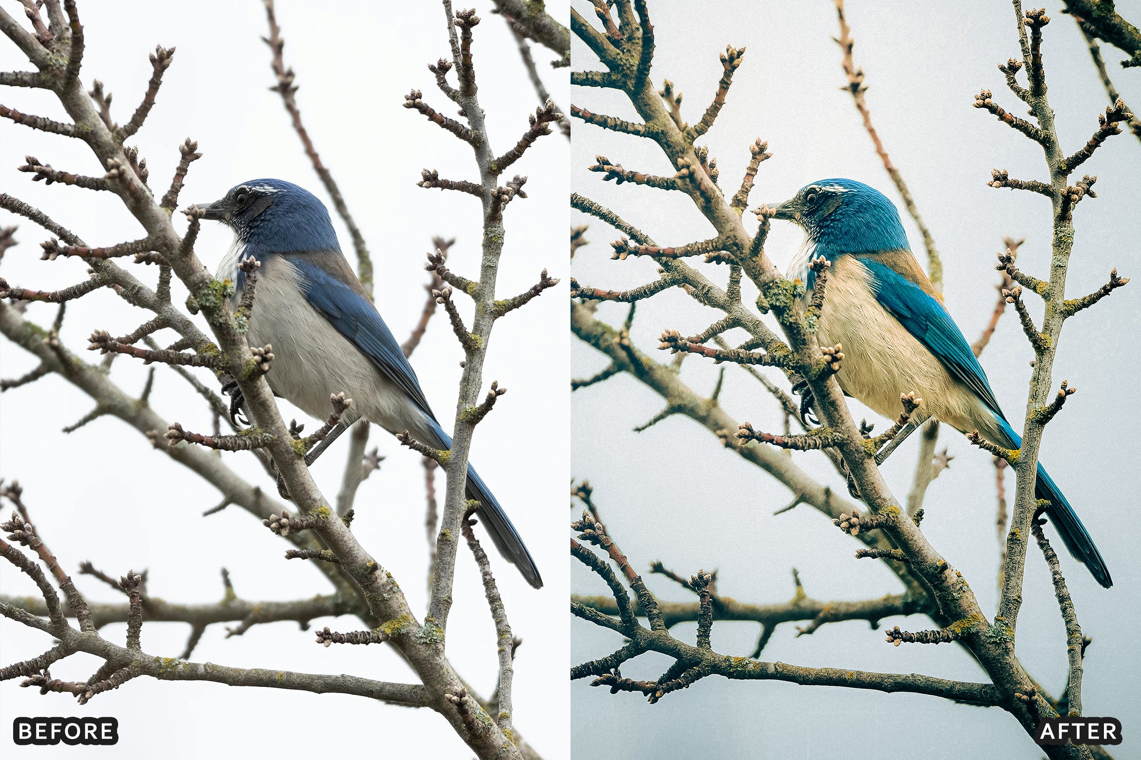 AI-Optimized Winter Snow Cinematic Bird Wildlife Lightroom Presets Pack - Lightroom Presets - by AAA Presets