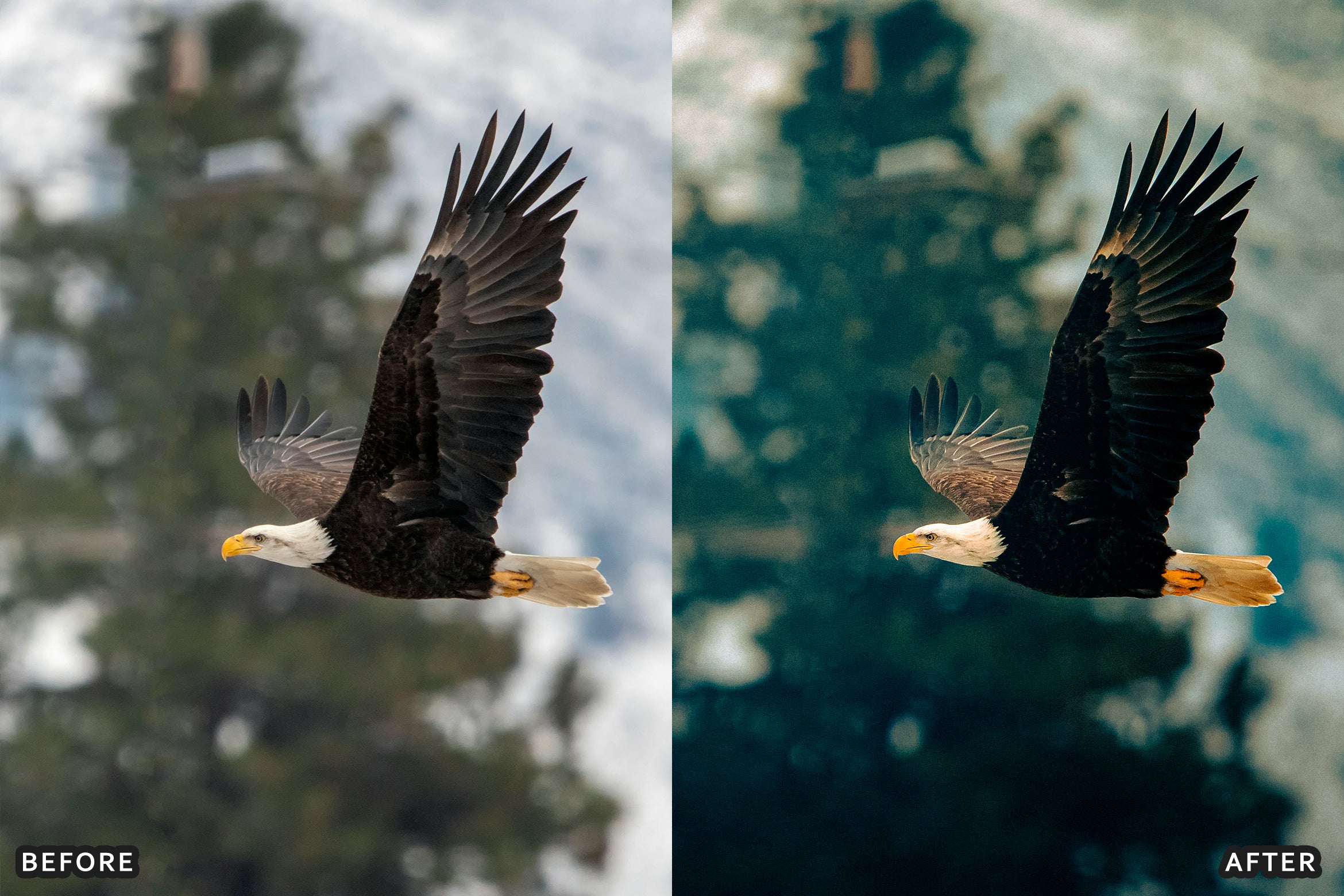 AI-Optimized Winter Snow Cinematic Bird Wildlife Lightroom Presets Pack - Lightroom Presets - by AAA Presets