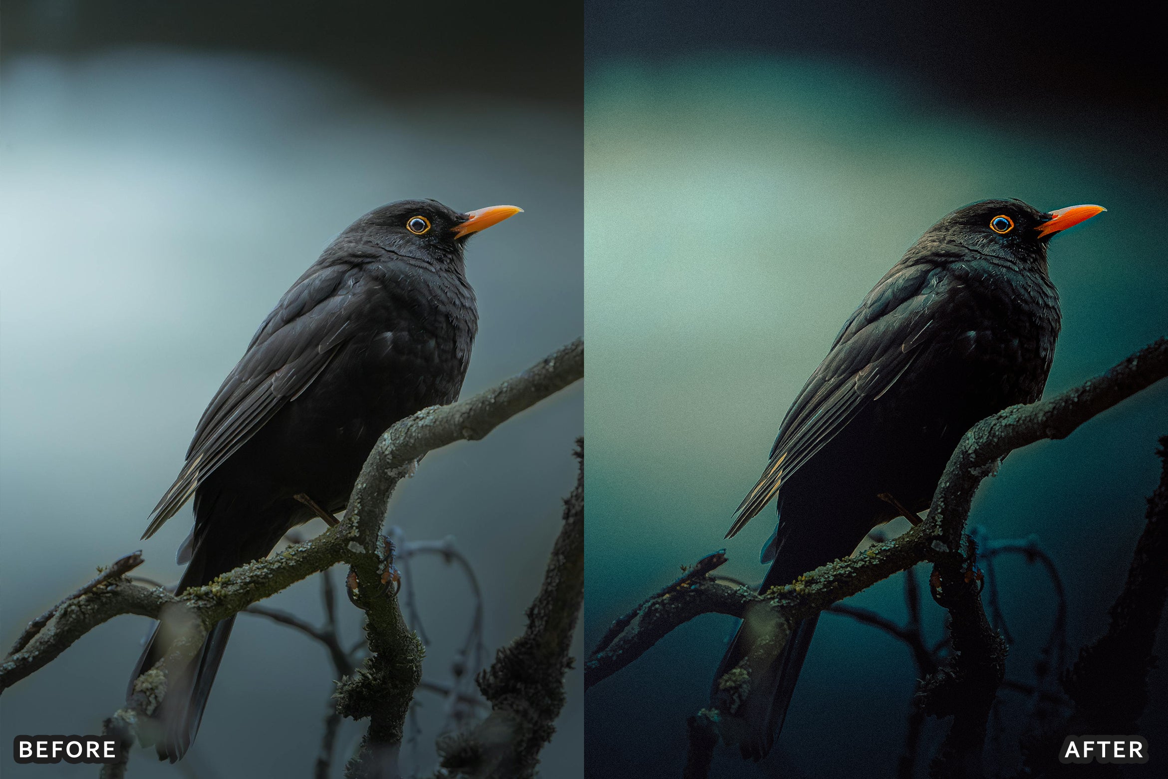 AI-Optimized Winter Snow Cinematic Bird Wildlife Lightroom Presets Pack - Lightroom Presets - by AAA Presets